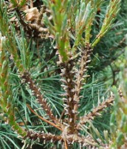 European Pine Sawfly